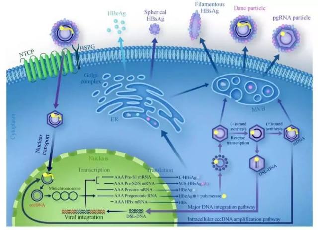 血清 HBV RNA+HBsAg 定量检测或可预测慢性乙型肝炎患者核苷（酸）类似物抗病毒治疗停药复发风险 - 丁香园