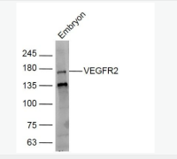 干细胞生长因子抗体