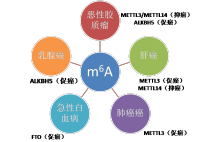 m6A RNA甲基化测序