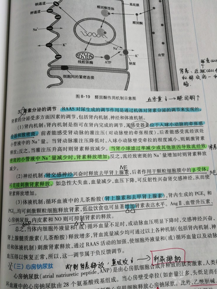 球反馈学说,当流经致密斑的小管液流量增加时( ) a 同一肾单