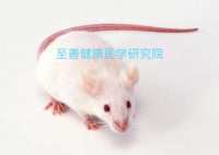 【购买SPF级SAMP8小鼠SAMR1mice快速老化小鼠价格优惠】
