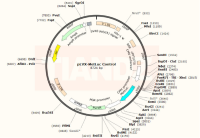 pLVX-MetLuc Control载体