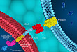 mRNA 电穿孔用于 CAR-T 细胞基因转导