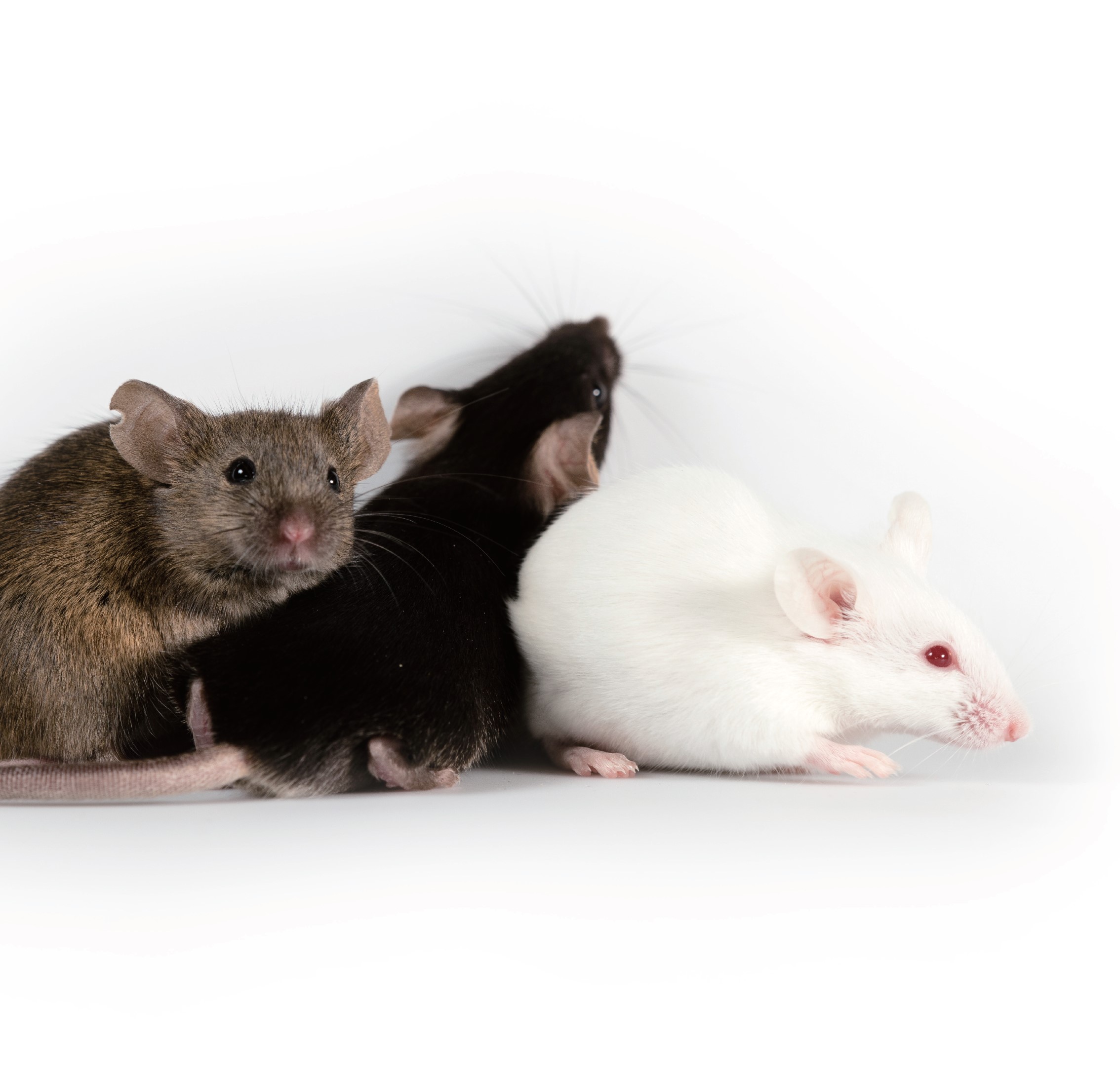 基因过表达小鼠模型