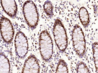 PE标记小鼠IgG1同型对照