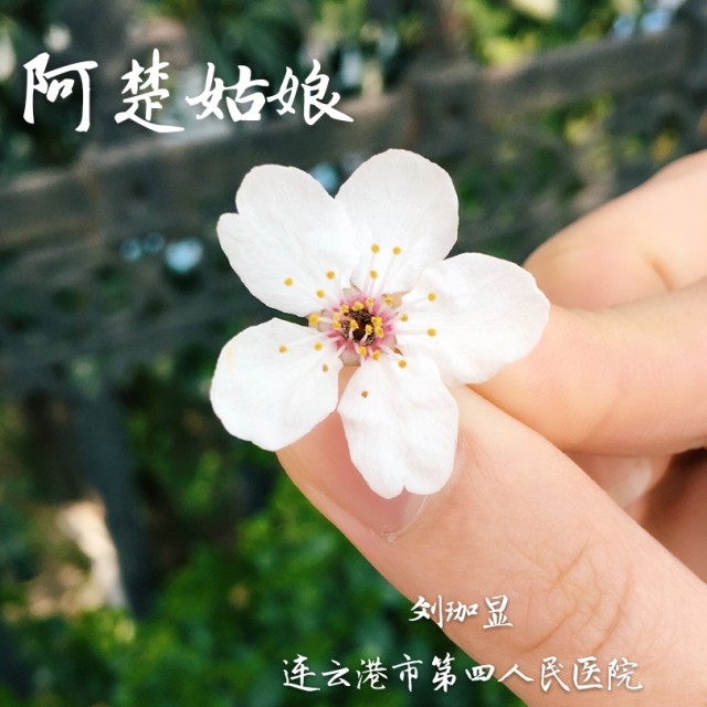 阿楚姑娘海报.jpg
