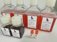 293瞬时表达系统试剂盒