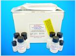 Cathelicidin Antimicrobial Peptide ELISA Kit (CAMP), Human