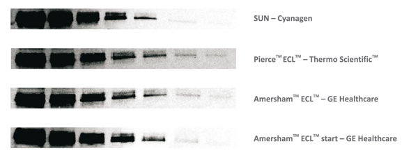 免疫印迹HRP ECL化学发光底物荧光剂