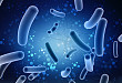 肠道微生物群对免疫治疗的影响