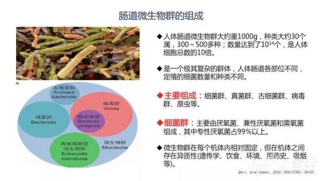 肠道微生物对人的影响 肠道微生物群对免疫治疗的影响