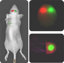 小动物活体成像