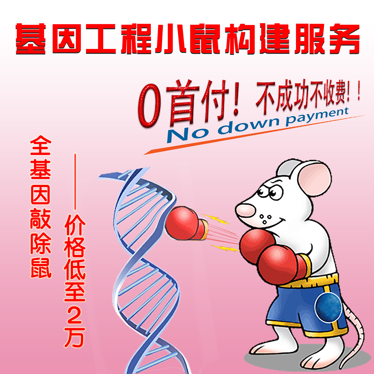 基因工程小鼠构建&#x2f;敲除小鼠&#x2f;敲入小鼠