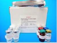 BAG family molecular chaperone regulator 3 (BAG3) ELISA Kit, Human