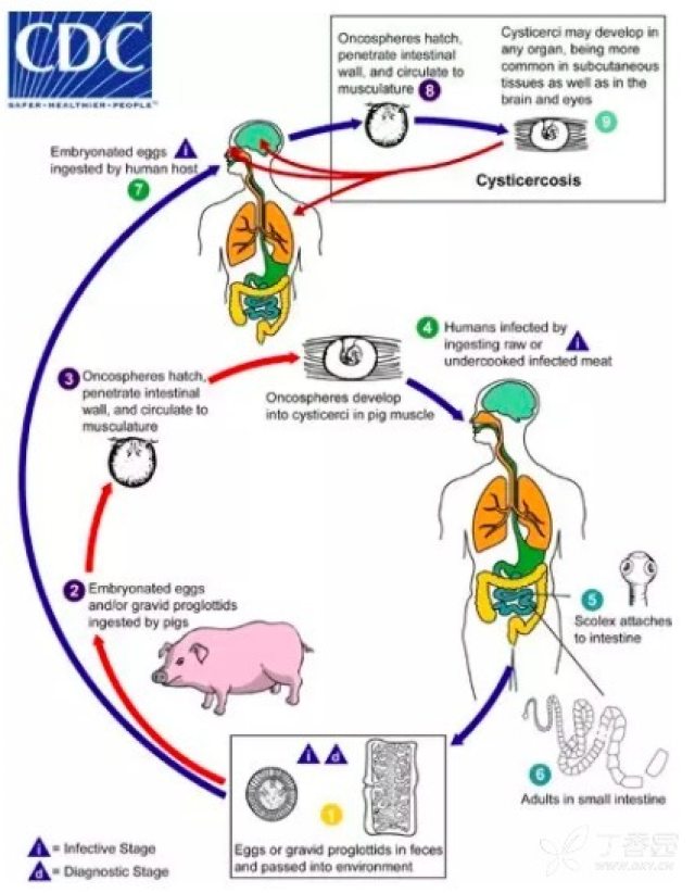 猪肉绦虫的生活史