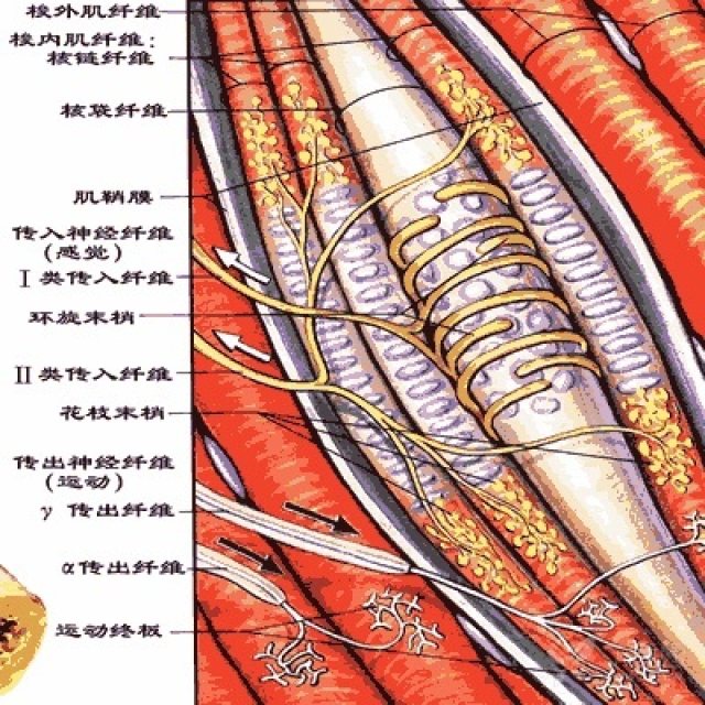 回复了帖子 谁知道梭内肌和肌梭的关系49天前