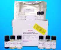 Neuregulin 1 (NRG1) ELISA Kit, Human