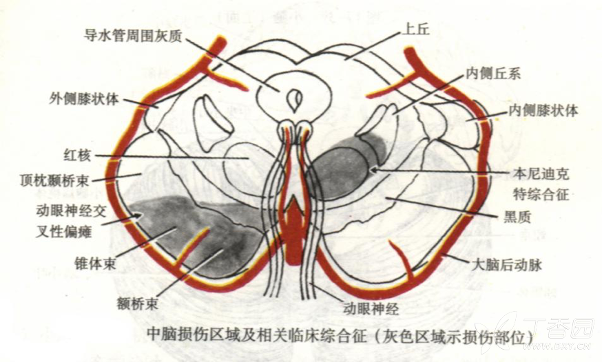 丁香园论坛