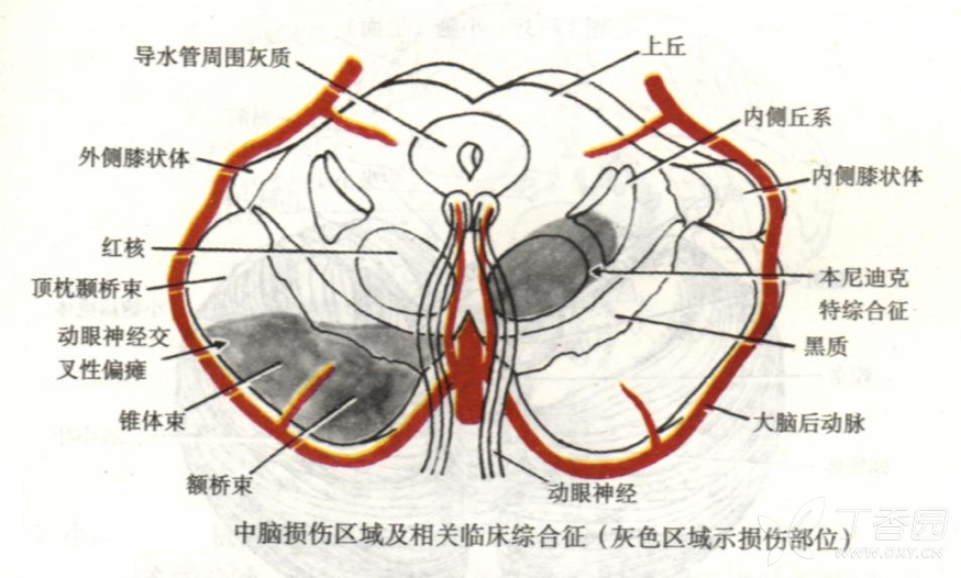 丁香園論壇