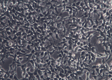 HL-1小鼠心房肌细胞