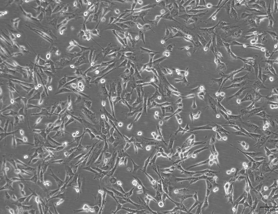 小鼠胚胎成纤维细胞，3T3-L1