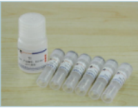 生物素3'末端DNA标记试剂盒