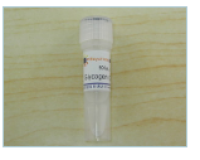 Recombinant Protein A-Cys