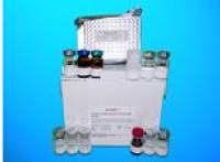 28S ribosomal protein S34, mitochondrial (MRPS34) ELISA Kit, Human