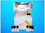 11-dehydro-thromboxane B2 ELISA Kit (11-DH-TXB2), Human