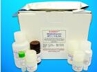 17-Alpha-hydroxylase ELISA Kit (17-Alpha-OH), Human