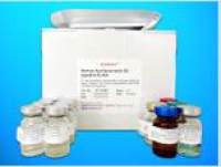 Adenylate kinase isoenzyme 5 (AK5) ELISA Kit, Human