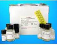 Arginine ELISA Kit, Human