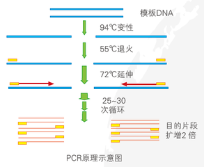 普通PCR