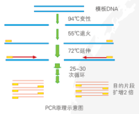 普通PCR