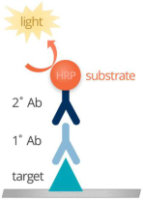 Westernblot  （WB）