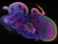 Organoid（类器官）技术服务