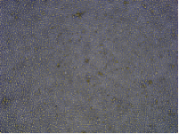 小鼠淋巴细胞分离服务