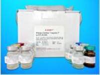 Endothelial nitric oxide synthase 3 ELISA Kit (ENOS-3), Human