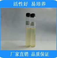 9ml生孢梭菌[CMCC(B)64941]（厌氧菌）