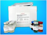 Cytochrome P450 ELISA Kit (CYP21A), Human