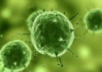 杂交瘤细胞；HTK价格