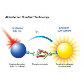 AlphaSurefire 激酶检测试剂