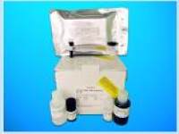 Glucagon (GC) ELISA Kit (GCG), Human