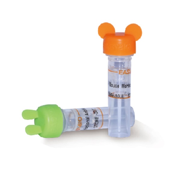 β-tubulin(HRP Conjugated) Mouse Monoclonal antibody