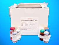 Hirudin ELISA Kit (HRD), Human