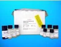 Leu-enkephalin ELISA Kit, Human