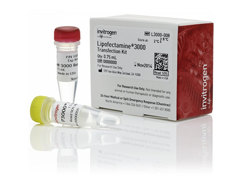 Lipofectamine® 3000 Transfection Reagent