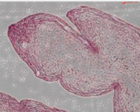 番红O染色试剂盒