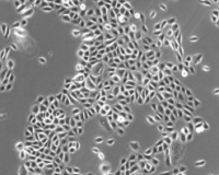 人表皮角质细胞--新生