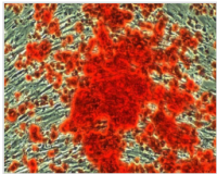 茜素红染色定量分析